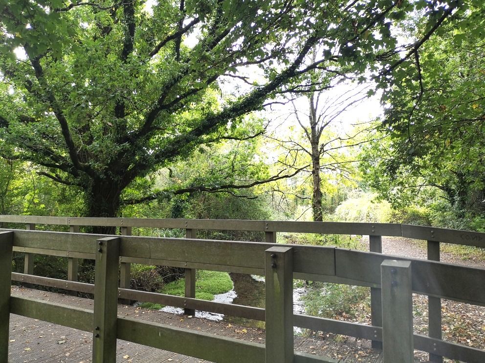 A small wooden bridge crossing a narrow stream at Hackney Marshes